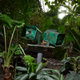 The indoor rainforest holds 50,000 plants of 600 different varieties.